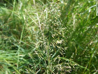 Agrostis Tenuis